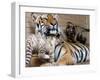 Six-Year-Old Bengal Tigress Rosi-null-Framed Premium Photographic Print