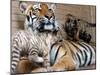 Six-Year-Old Bengal Tigress Rosi-null-Mounted Premium Photographic Print