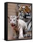 Six-Year-Old Bengal Tigress Rosi-null-Framed Stretched Canvas