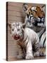 Six-Year-Old Bengal Tigress Rosi-null-Stretched Canvas