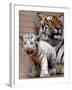 Six-Year-Old Bengal Tigress Rosi-null-Framed Premium Photographic Print