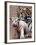 Six-Year-Old Bengal Tigress Rosi-null-Framed Premium Photographic Print