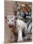 Six-Year-Old Bengal Tigress Rosi-null-Mounted Premium Photographic Print