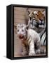 Six-Year-Old Bengal Tigress Rosi-null-Framed Stretched Canvas