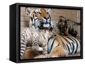 Six-Year-Old Bengal Tigress Rosi-null-Framed Stretched Canvas