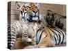 Six-Year-Old Bengal Tigress Rosi-null-Stretched Canvas