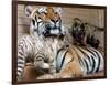 Six-Year-Old Bengal Tigress Rosi-null-Framed Photographic Print