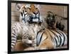 Six-Year-Old Bengal Tigress Rosi-null-Framed Photographic Print