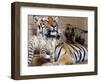 Six-Year-Old Bengal Tigress Rosi-null-Framed Photographic Print