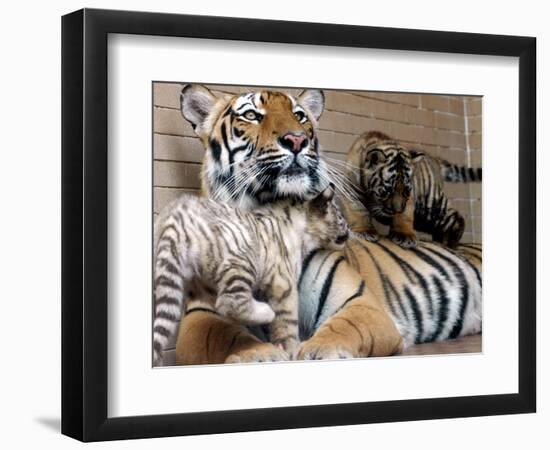 Six-Year-Old Bengal Tigress Rosi-null-Framed Photographic Print