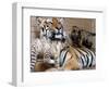 Six-Year-Old Bengal Tigress Rosi-null-Framed Photographic Print