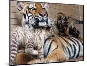 Six-Year-Old Bengal Tigress Rosi-null-Mounted Photographic Print