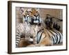 Six-Year-Old Bengal Tigress Rosi-null-Framed Photographic Print