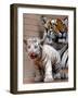 Six-Year-Old Bengal Tigress Rosi-null-Framed Photographic Print