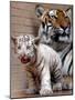 Six-Year-Old Bengal Tigress Rosi-null-Mounted Photographic Print