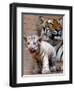 Six-Year-Old Bengal Tigress Rosi-null-Framed Photographic Print