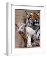 Six-Year-Old Bengal Tigress Rosi-null-Framed Photographic Print