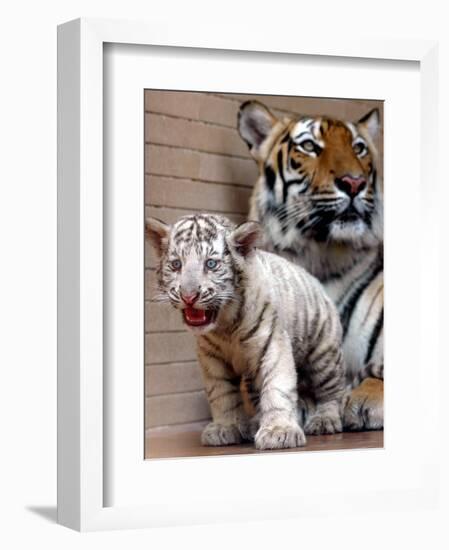 Six-Year-Old Bengal Tigress Rosi-null-Framed Photographic Print