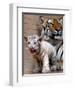 Six-Year-Old Bengal Tigress Rosi-null-Framed Photographic Print