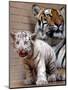 Six-Year-Old Bengal Tigress Rosi-null-Mounted Photographic Print