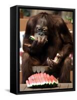 Six-Year-Old Male Orangutan Allan Eats a Piece of Watermelon at the Everland Amusement Park-null-Framed Stretched Canvas