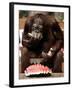 Six-Year-Old Male Orangutan Allan Eats a Piece of Watermelon at the Everland Amusement Park-null-Framed Photographic Print