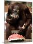 Six-Year-Old Male Orangutan Allan Eats a Piece of Watermelon at the Everland Amusement Park-null-Mounted Photographic Print