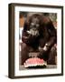 Six-Year-Old Male Orangutan Allan Eats a Piece of Watermelon at the Everland Amusement Park-null-Framed Photographic Print