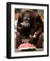Six-Year-Old Male Orangutan Allan Eats a Piece of Watermelon at the Everland Amusement Park-null-Framed Photographic Print