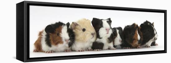 Six Young Guinea Pigs in a Row-Mark Taylor-Framed Stretched Canvas