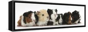 Six Young Guinea Pigs in a Row-Mark Taylor-Framed Stretched Canvas