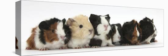 Six Young Guinea Pigs in a Row-Mark Taylor-Stretched Canvas