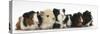 Six Young Guinea Pigs in a Row-Mark Taylor-Stretched Canvas