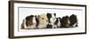 Six Young Guinea Pigs in a Row-Mark Taylor-Framed Premium Photographic Print