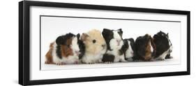 Six Young Guinea Pigs in a Row-Mark Taylor-Framed Premium Photographic Print