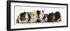 Six Young Guinea Pigs in a Row-Mark Taylor-Framed Photographic Print