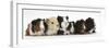 Six Young Guinea Pigs in a Row-Mark Taylor-Framed Photographic Print