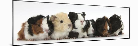Six Young Guinea Pigs in a Row-Mark Taylor-Mounted Photographic Print