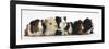 Six Young Guinea Pigs in a Row-Mark Taylor-Framed Photographic Print