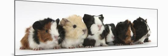 Six Young Guinea Pigs in a Row-Mark Taylor-Mounted Photographic Print