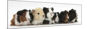 Six Young Guinea Pigs in a Row-Mark Taylor-Mounted Photographic Print