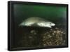 Sixgill Shark-null-Framed Poster