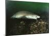 Sixgill Shark-null-Mounted Poster