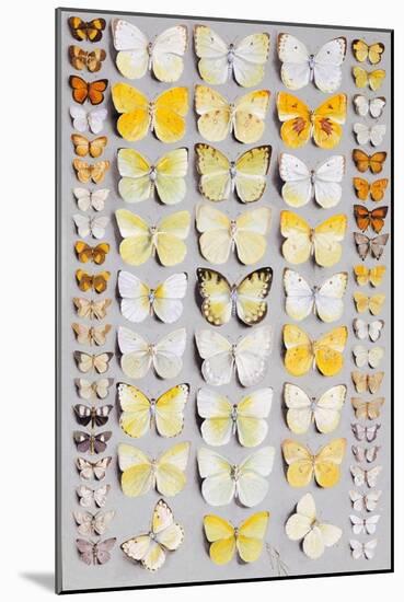 Sixty-Seven Lepidoptera, in Five Columns, Mostly Butterflies-Marian Ellis Rowan-Mounted Giclee Print