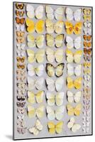 Sixty-Seven Lepidoptera, in Five Columns, Mostly Butterflies-Marian Ellis Rowan-Mounted Giclee Print