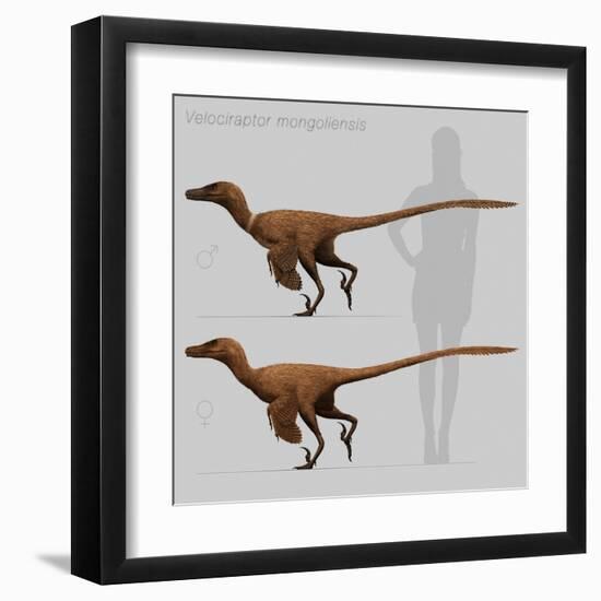 Size Comparison of Velociraptor Mongoliensis to a Human-null-Framed Art Print