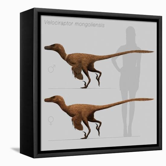 Size Comparison of Velociraptor Mongoliensis to a Human-null-Framed Stretched Canvas