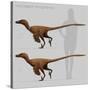 Size Comparison of Velociraptor Mongoliensis to a Human-null-Stretched Canvas