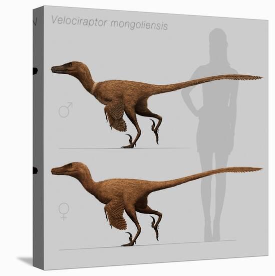 Size Comparison of Velociraptor Mongoliensis to a Human-null-Stretched Canvas