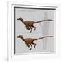 Size Comparison of Velociraptor Mongoliensis to a Human-null-Framed Art Print